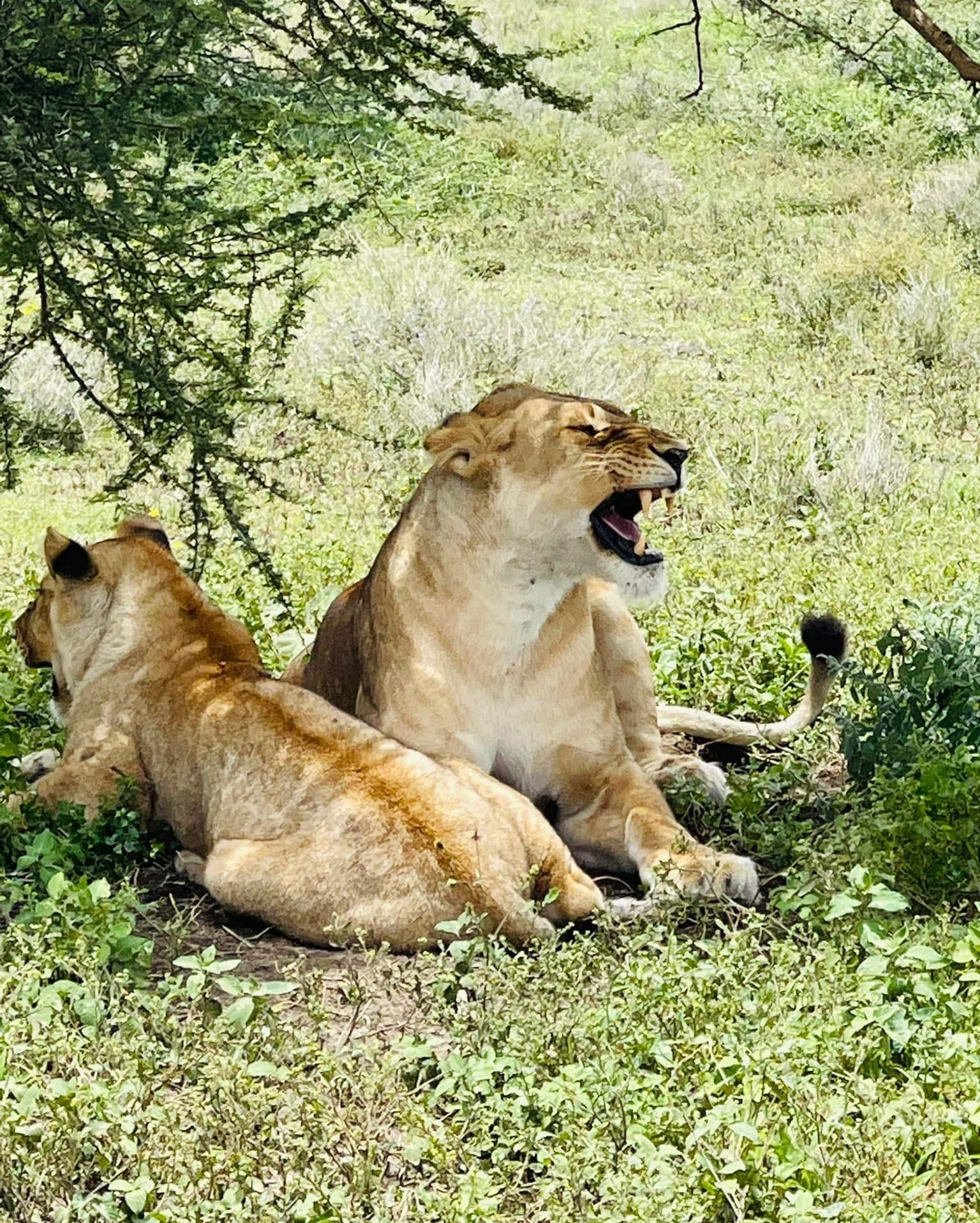 Tanzania safari