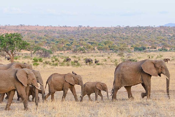 Tanzania wildlife safari