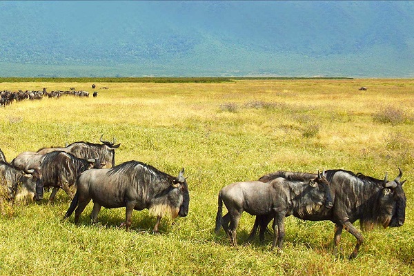 Tanzania wildlife safari