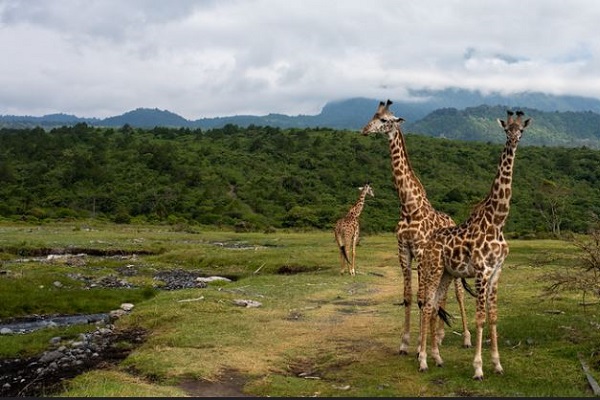 Tanzania wildlife safari