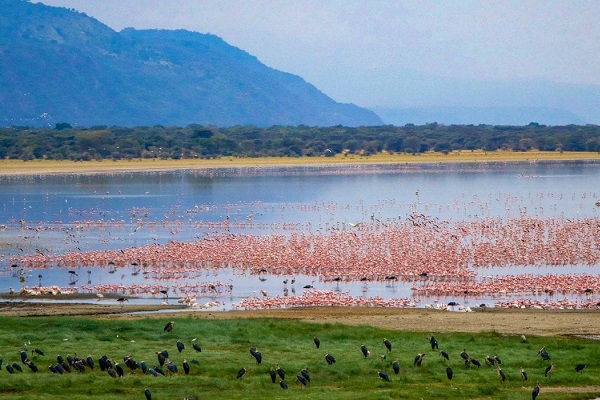 Tanzania wildlife safari