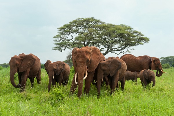 Tanzania wildlife safari